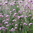 Frösamling Fjärilarnas Blommor