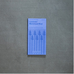 Lavendel Munstead Blue