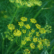 Dill Mammut Long Island