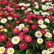 Frösamling Kärleksblommor