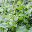 Lungrot Good King Henry