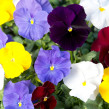 Frösamling Baka med Blommor