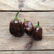 Chilipeppar Habanero Chocolate